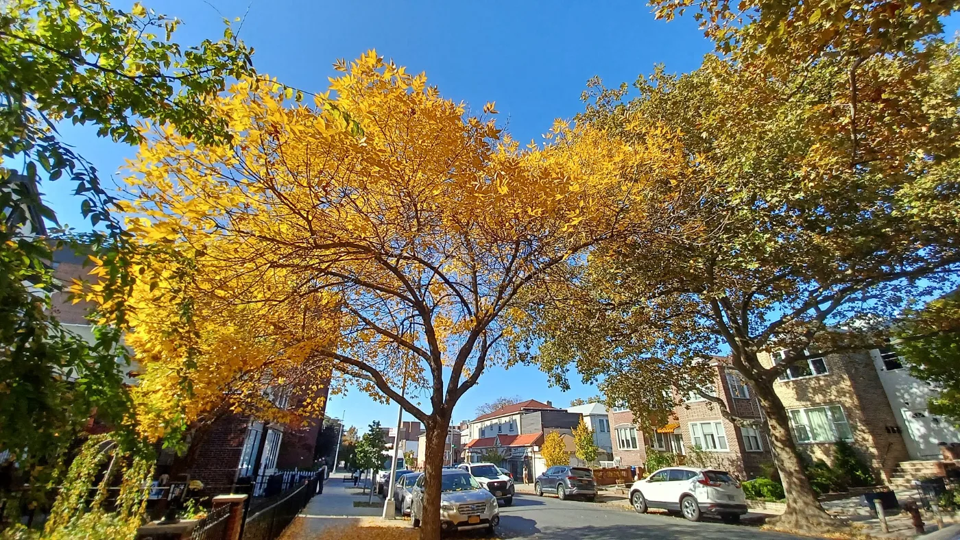 Vista de Brooklyn, Nueva York: pide tu placa temporal desde el celular y recíbela en 20-30 minutos