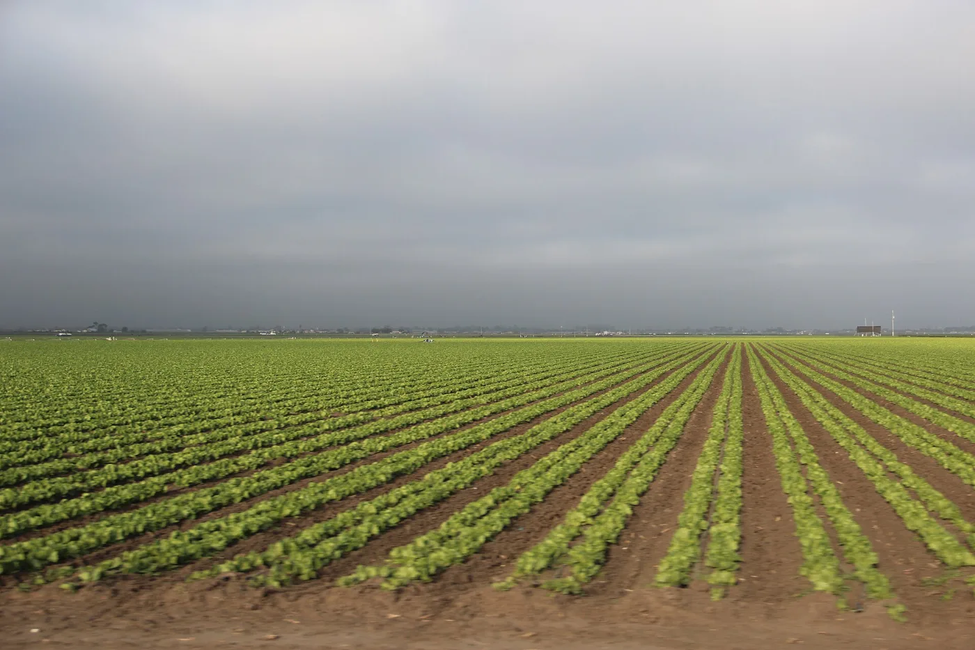 Calles de Salinas, California: placa temporal registrada con agentes y dealers licenciados ante el DMV